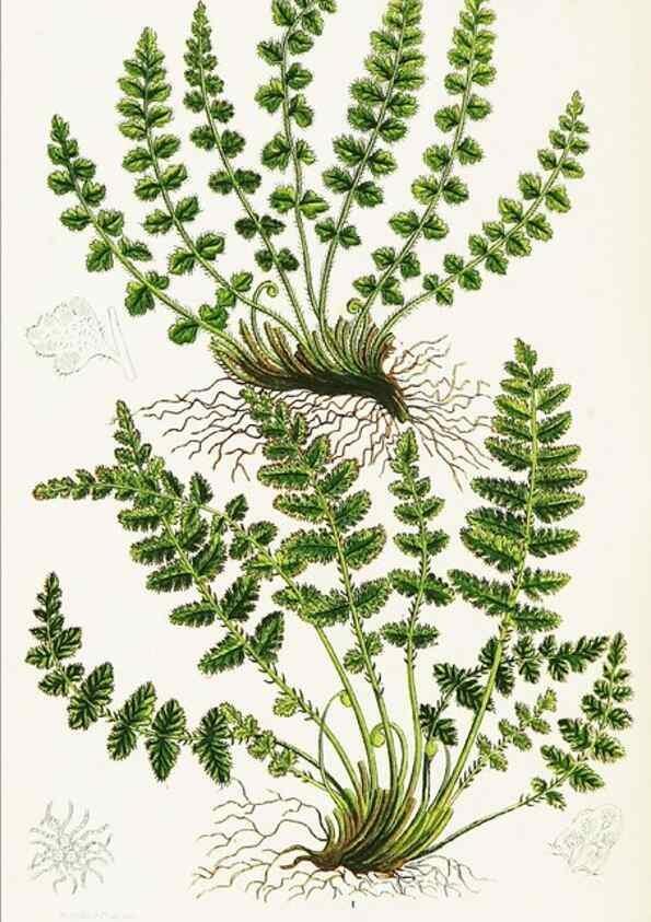 Reproducción/Reproduction 8516510064: The ferns of Great Britain, and their allies the club-mosses, pepperworts, and horsetails /. London :Printed for the Society for Promoting Christian Knowledge :[1855]