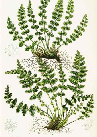 Reproducción/Reproduction 8516510064: The ferns of Great Britain, and their allies the club-mosses, pepperworts, and horsetails /. London :Printed for the Society for Promoting Christian Knowledge :[1855]