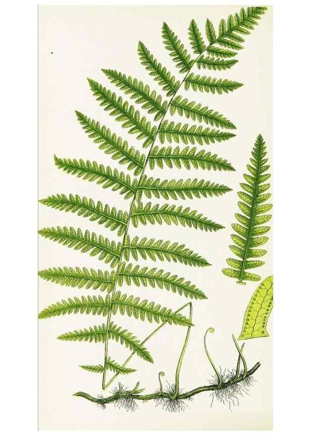 Reproducción/Reproduction 8516510688: The ferns of Great Britain, and their allies the club-mosses, pepperworts, and horsetails /. London :Printed for the Society for Promoting Christian Knowledge :[1855]