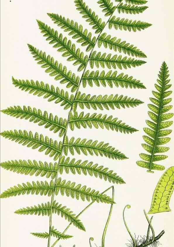 Reproducción/Reproduction 8516510688: The ferns of Great Britain, and their allies the club-mosses, pepperworts, and horsetails /. London :Printed for the Society for Promoting Christian Knowledge :[1855]
