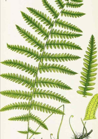 Reproducción/Reproduction 8516510688: The ferns of Great Britain, and their allies the club-mosses, pepperworts, and horsetails /. London :Printed for the Society for Promoting Christian Knowledge :[1855]