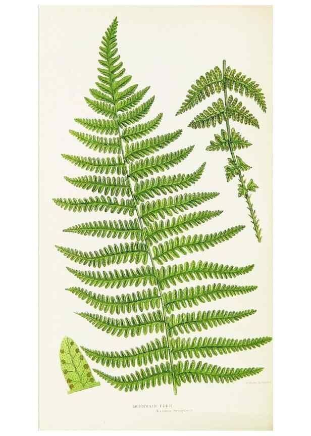 Reproducción/Reproduction 8516511234: The ferns of Great Britain, and their allies the club-mosses, pepperworts, and horsetails /. London :Printed for the Society for Promoting Christian Knowledge :[1855]