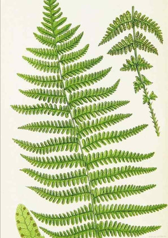 Reproducción/Reproduction 8516511234: The ferns of Great Britain, and their allies the club-mosses, pepperworts, and horsetails /. London :Printed for the Society for Promoting Christian Knowledge :[1855]