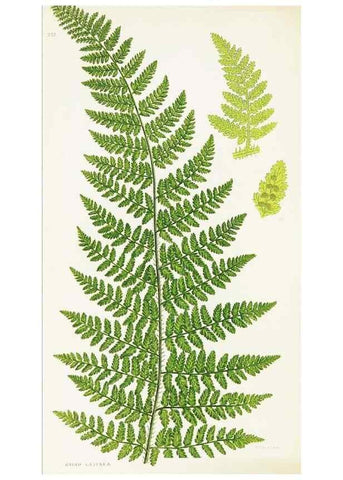 Reproducción/Reproduction 8515398131: The ferns of Great Britain, and their allies the club-mosses, pepperworts, and horsetails /. London :Printed for the Society for Promoting Christian Knowledge :[1855]