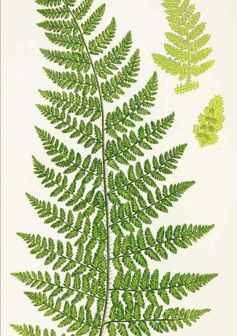 Reproducción/Reproduction 8515398131: The ferns of Great Britain, and their allies the club-mosses, pepperworts, and horsetails /. London :Printed for the Society for Promoting Christian Knowledge :[1855]