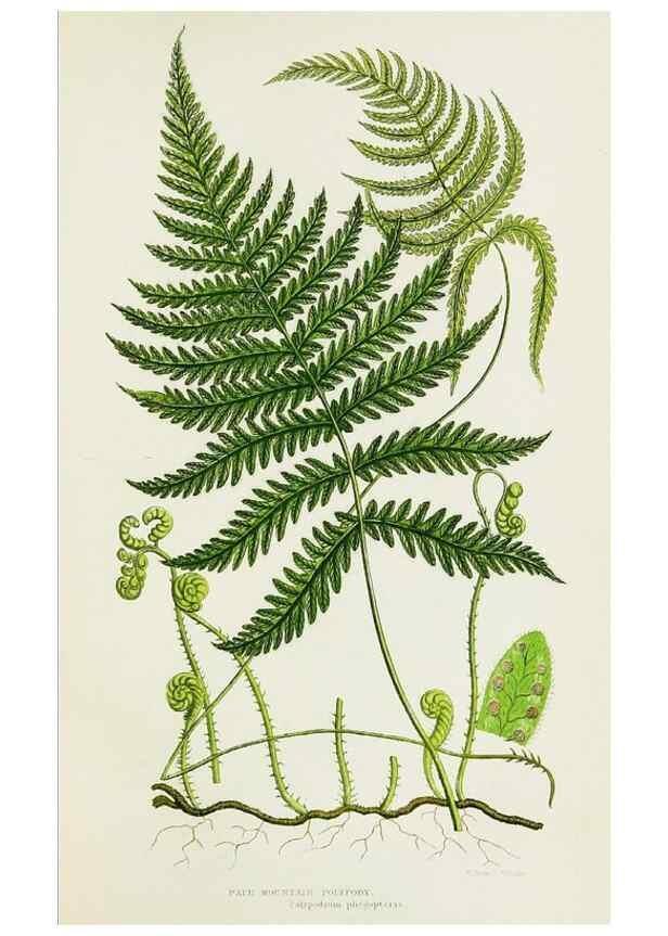 Reproducción/Reproduction 8515393495: The ferns of Great Britain, and their allies the club-mosses, pepperworts, and horsetails /. London :Printed for the Society for Promoting Christian Knowledge :[1855]