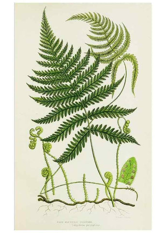 Reproducción/Reproduction 8515393495: The ferns of Great Britain, and their allies the club-mosses, pepperworts, and horsetails /. London :Printed for the Society for Promoting Christian Knowledge :[1855]