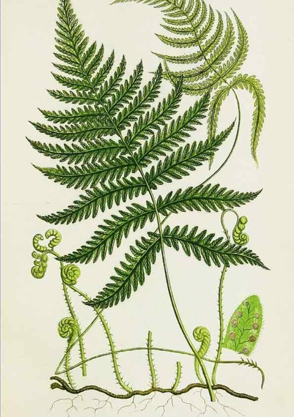 Reproducción/Reproduction 8515393495: The ferns of Great Britain, and their allies the club-mosses, pepperworts, and horsetails /. London :Printed for the Society for Promoting Christian Knowledge :[1855]