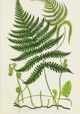 Reproducción/Reproduction 8515393495: The ferns of Great Britain, and their allies the club-mosses, pepperworts, and horsetails /. London :Printed for the Society for Promoting Christian Knowledge :[1855]