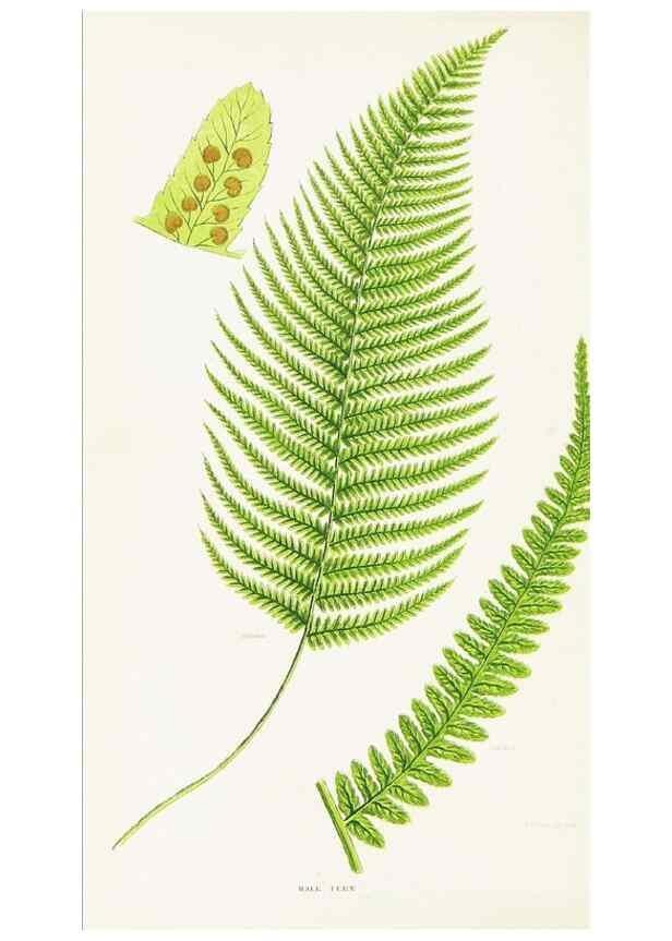 Reproducción/Reproduction 8516512240: The ferns of Great Britain, and their allies the club-mosses, pepperworts, and horsetails /. London :Printed for the Society for Promoting Christian Knowledge :[1855]