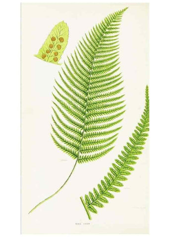 Reproducción/Reproduction 8516512240: The ferns of Great Britain, and their allies the club-mosses, pepperworts, and horsetails /. London :Printed for the Society for Promoting Christian Knowledge :[1855]