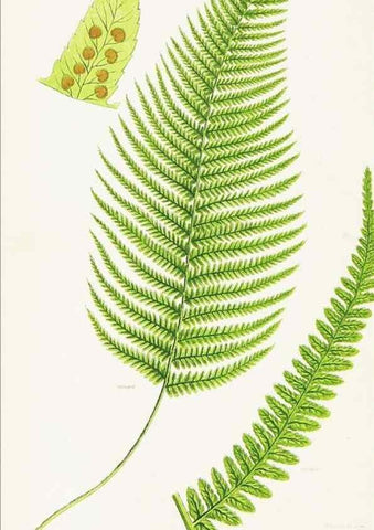 Reproducción/Reproduction 8516512240: The ferns of Great Britain, and their allies the club-mosses, pepperworts, and horsetails /. London :Printed for the Society for Promoting Christian Knowledge :[1855]