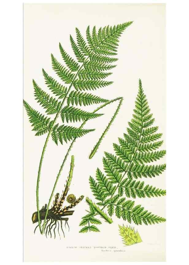 Reproducción/Reproduction 8515399911: The ferns of Great Britain, and their allies the club-mosses, pepperworts, and horsetails /. London :Printed for the Society for Promoting Christian Knowledge :[1855]