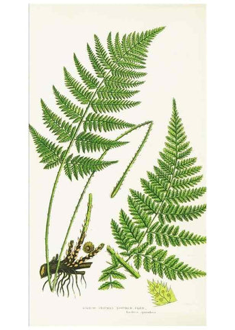 Reproducción/Reproduction 8515399911: The ferns of Great Britain, and their allies the club-mosses, pepperworts, and horsetails /. London :Printed for the Society for Promoting Christian Knowledge :[1855]