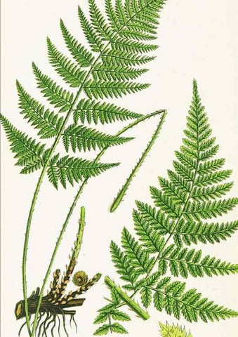 Reproducción/Reproduction 8515399911: The ferns of Great Britain, and their allies the club-mosses, pepperworts, and horsetails /. London :Printed for the Society for Promoting Christian Knowledge :[1855]