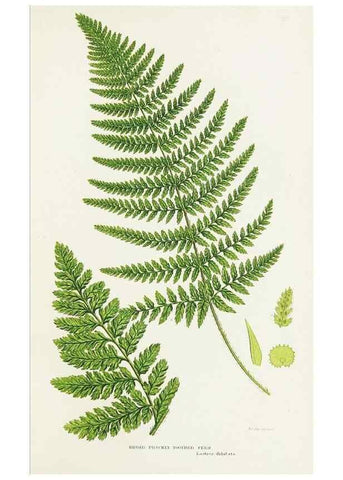 Reproducción/Reproduction 8515400791: The ferns of Great Britain, and their allies the club-mosses, pepperworts, and horsetails /. London :Printed for the Society for Promoting Christian Knowledge :[1855]