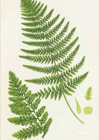 Reproducción/Reproduction 8515400791: The ferns of Great Britain, and their allies the club-mosses, pepperworts, and horsetails /. London :Printed for the Society for Promoting Christian Knowledge :[1855]