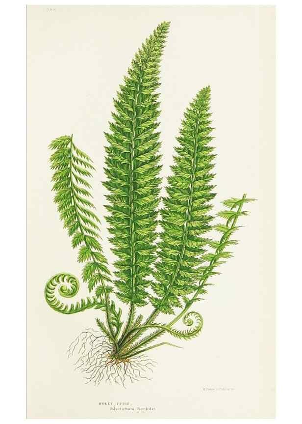 Reproducción/Reproduction 8516514956: The ferns of Great Britain, and their allies the club-mosses, pepperworts, and horsetails /. London :Printed for the Society for Promoting Christian Knowledge :[1855]
