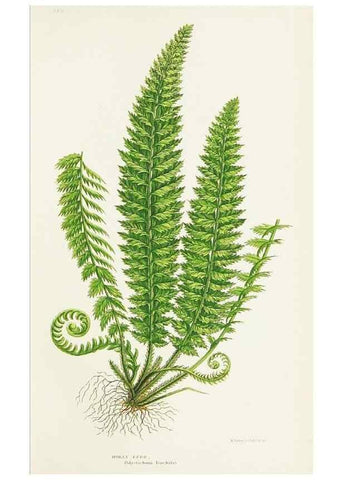 Reproducción/Reproduction 8516514956: The ferns of Great Britain, and their allies the club-mosses, pepperworts, and horsetails /. London :Printed for the Society for Promoting Christian Knowledge :[1855]