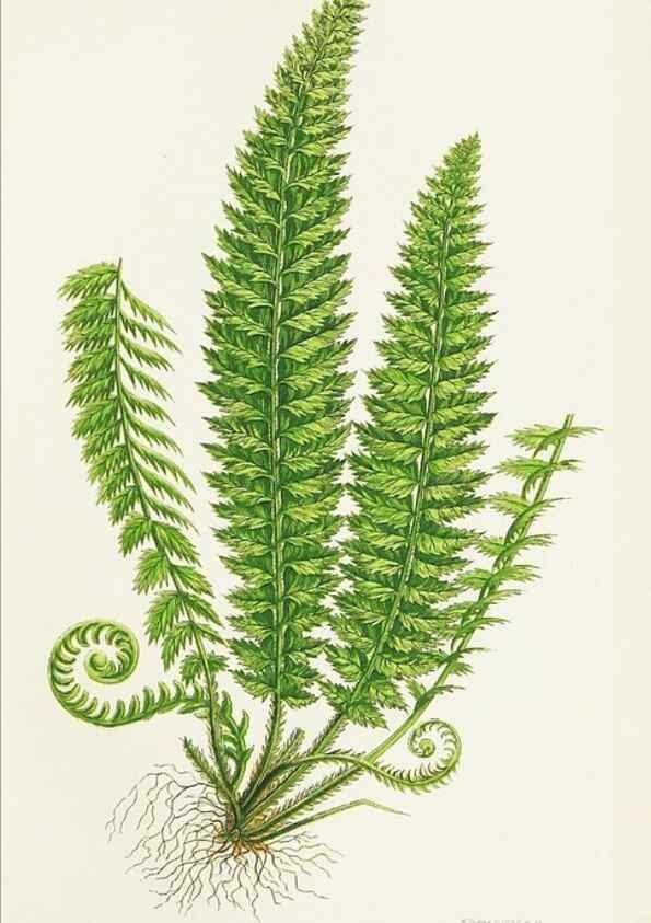 Reproducción/Reproduction 8516514956: The ferns of Great Britain, and their allies the club-mosses, pepperworts, and horsetails /. London :Printed for the Society for Promoting Christian Knowledge :[1855]