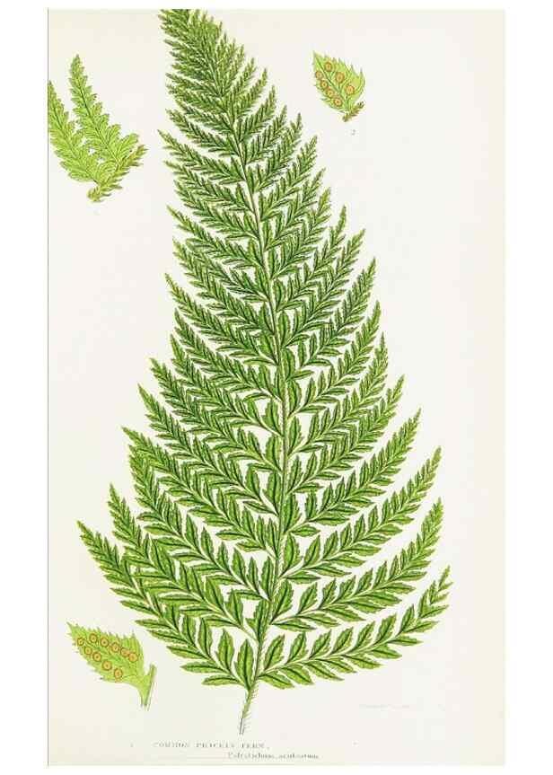 Reproducción/Reproduction 8515401721: The ferns of Great Britain, and their allies the club-mosses, pepperworts, and horsetails /. London :Printed for the Society for Promoting Christian Knowledge :[1855]
