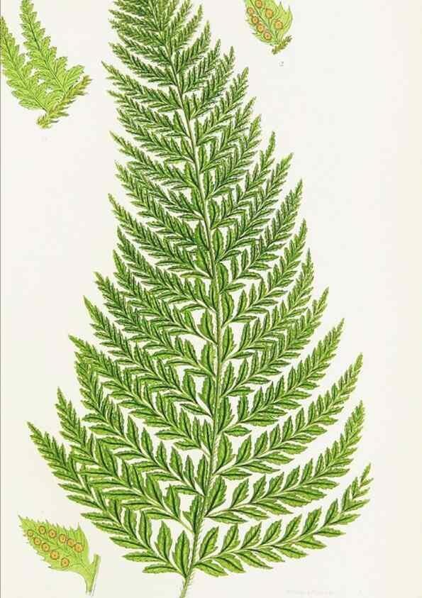 Reproducción/Reproduction 8515401721: The ferns of Great Britain, and their allies the club-mosses, pepperworts, and horsetails /. London :Printed for the Society for Promoting Christian Knowledge :[1855]