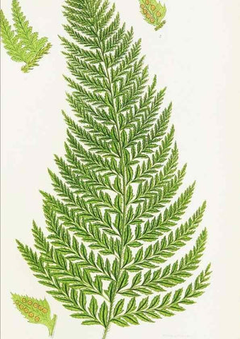Reproducción/Reproduction 8515401721: The ferns of Great Britain, and their allies the club-mosses, pepperworts, and horsetails /. London :Printed for the Society for Promoting Christian Knowledge :[1855]