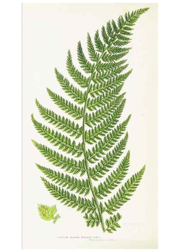 Reproducción/Reproduction 8515402353: The ferns of Great Britain, and their allies the club-mosses, pepperworts, and horsetails /. London :Printed for the Society for Promoting Christian Knowledge :[1855]