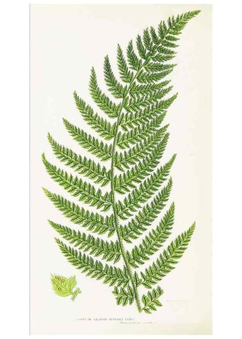 Reproducción/Reproduction 8515402353: The ferns of Great Britain, and their allies the club-mosses, pepperworts, and horsetails /. London :Printed for the Society for Promoting Christian Knowledge :[1855]
