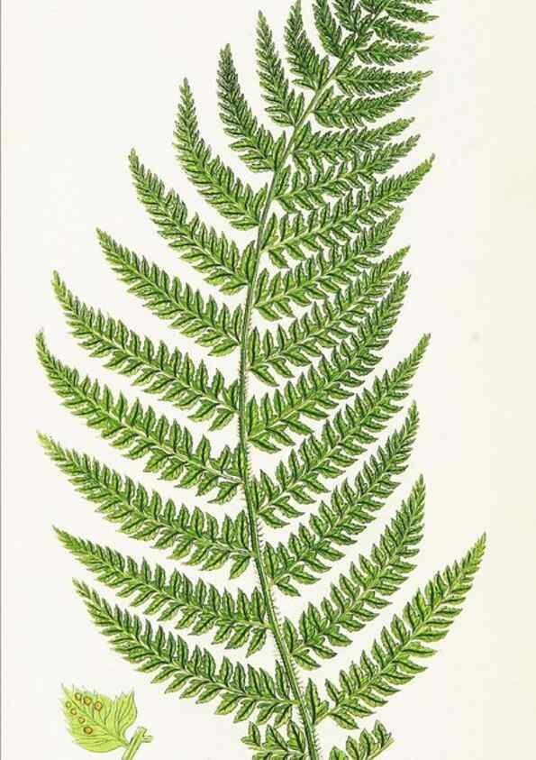 Reproducción/Reproduction 8515402353: The ferns of Great Britain, and their allies the club-mosses, pepperworts, and horsetails /. London :Printed for the Society for Promoting Christian Knowledge :[1855]
