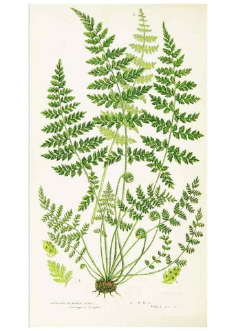 Reproducción/Reproduction 8516516724: The ferns of Great Britain, and their allies the club-mosses, pepperworts, and horsetails /. London :Printed for the Society for Promoting Christian Knowledge :[1855]