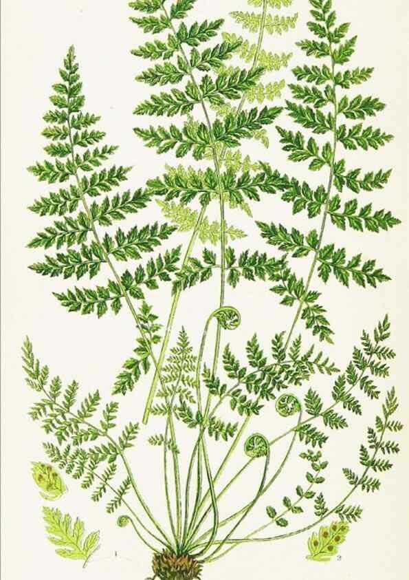 Reproducción/Reproduction 8516516724: The ferns of Great Britain, and their allies the club-mosses, pepperworts, and horsetails /. London :Printed for the Society for Promoting Christian Knowledge :[1855]