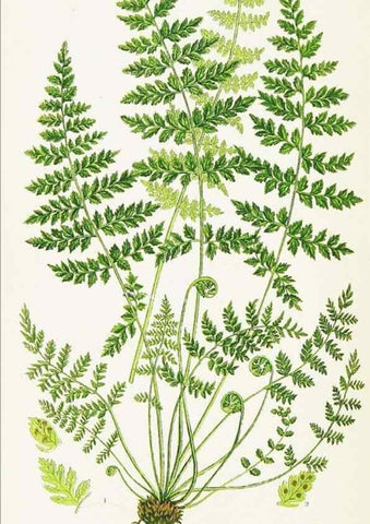 Reproducción/Reproduction 8516516724: The ferns of Great Britain, and their allies the club-mosses, pepperworts, and horsetails /. London :Printed for the Society for Promoting Christian Knowledge :[1855]