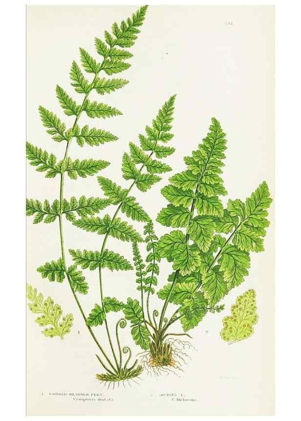 Reproducción/Reproduction 8515403579: The ferns of Great Britain, and their allies the club-mosses, pepperworts, and horsetails /. London :Printed for the Society for Promoting Christian Knowledge :[1855]