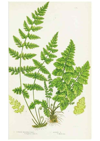 Reproducción/Reproduction 8515403579: The ferns of Great Britain, and their allies the club-mosses, pepperworts, and horsetails /. London :Printed for the Society for Promoting Christian Knowledge :[1855]