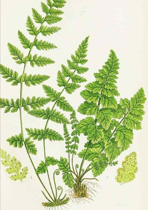 Reproducción/Reproduction 8515403579: The ferns of Great Britain, and their allies the club-mosses, pepperworts, and horsetails /. London :Printed for the Society for Promoting Christian Knowledge :[1855]