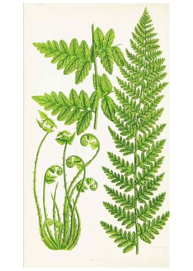 Reproducción/Reproduction 8516512808: The ferns of Great Britain, and their allies the club-mosses, pepperworts, and horsetails /. London :Printed for the Society for Promoting Christian Knowledge :[1855]