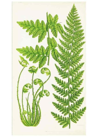 Reproducción/Reproduction 8516512808: The ferns of Great Britain, and their allies the club-mosses, pepperworts, and horsetails /. London :Printed for the Society for Promoting Christian Knowledge :[1855]