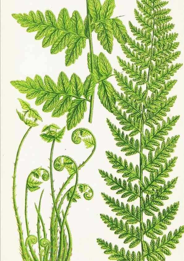 Reproducción/Reproduction 8516512808: The ferns of Great Britain, and their allies the club-mosses, pepperworts, and horsetails /. London :Printed for the Society for Promoting Christian Knowledge :[1855]