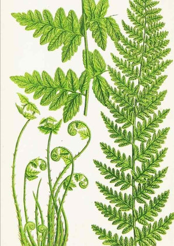 Reproducción/Reproduction 8516512808: The ferns of Great Britain, and their allies the club-mosses, pepperworts, and horsetails /. London :Printed for the Society for Promoting Christian Knowledge :[1855]