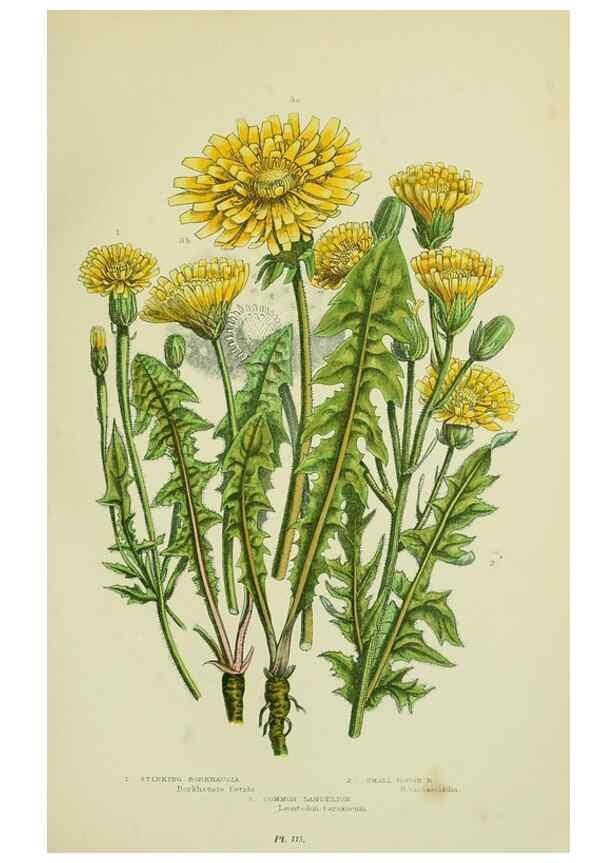 Reproducción/Reproduction 8516234344: The flowering plants, grasses, sedges, & ferns of Great Britain. London,F. Warne,1905.