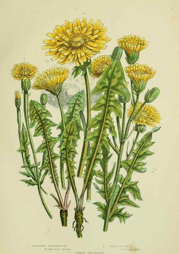 Reproducción/Reproduction 8516234344: The flowering plants, grasses, sedges, & ferns of Great Britain. London,F. Warne,1905.
