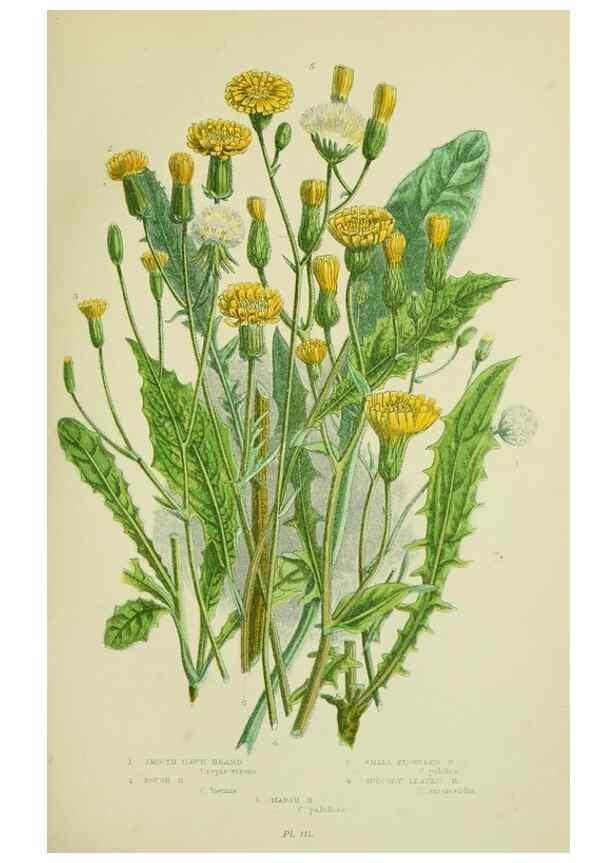 Reproducción/Reproduction 8516233666: The flowering plants, grasses, sedges, & ferns of Great Britain. London,F. Warne,1905.
