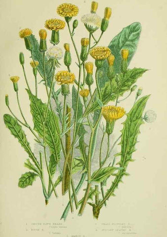Reproducción/Reproduction 8516233666: The flowering plants, grasses, sedges, & ferns of Great Britain. London,F. Warne,1905.