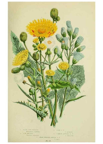 Reproducción/Reproduction 8516232850: The flowering plants, grasses, sedges, & ferns of Great Britain. London,F. Warne,1905.