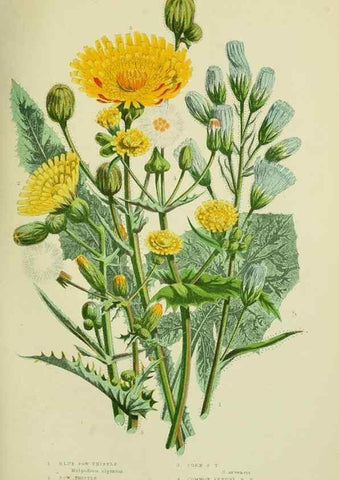 Reproducción/Reproduction 8516232850: The flowering plants, grasses, sedges, & ferns of Great Britain. London,F. Warne,1905.