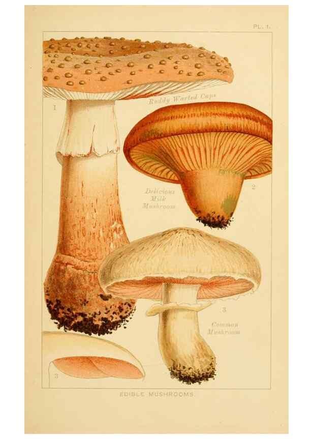 Reproducción/Reproduction 8515006453: Edible and poisonous mushrooms:. London,Society for Promoting Christian Knowledge,1894.