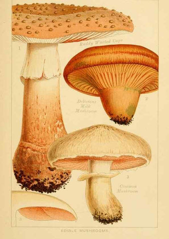 Reproducción/Reproduction 8515006453: Edible and poisonous mushrooms:. London,Society for Promoting Christian Knowledge,1894.