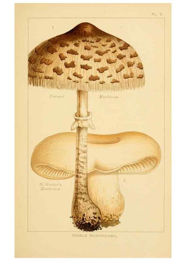 Reproducción/Reproduction 8515007011: Edible and poisonous mushrooms:. London,Society for Promoting Christian Knowledge,1894.