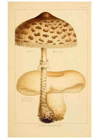Reproducción/Reproduction 8515007011: Edible and poisonous mushrooms:. London,Society for Promoting Christian Knowledge,1894.